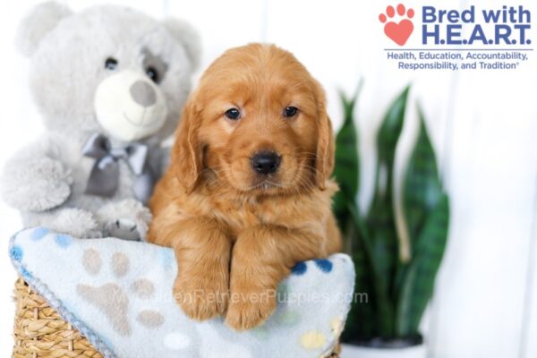 Image of Stanly, a Golden Retriever puppy
