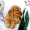 Image of Sydney, a Golden Retriever puppy