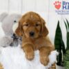 Image of Tara, a Golden Retriever puppy