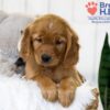 Image of Tara, a Golden Retriever puppy