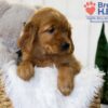 Image of Tara, a Golden Retriever puppy