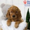 Image of Tara, a Golden Retriever puppy