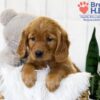 Image of Tara, a Golden Retriever puppy