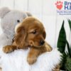 Image of Tara, a Golden Retriever puppy