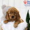 Image of Tara, a Golden Retriever puppy