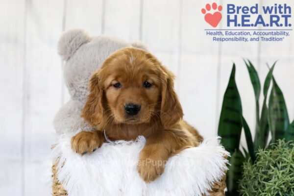 Image of Tara, a Golden Retriever puppy