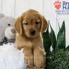 Image of Tessa, a Golden Retriever puppy