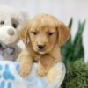 Image of Toby, a Golden Retriever puppy