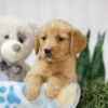 Image of Toby, a Golden Retriever puppy