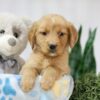 Image of Toby, a Golden Retriever puppy