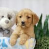 Image of Toby, a Golden Retriever puppy