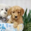Image of Toby, a Golden Retriever puppy