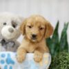 Image of Toby, a Golden Retriever puppy