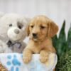 Image of Toby, a Golden Retriever puppy