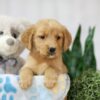 Image of Toby, a Golden Retriever puppy