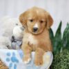 Image of Trey, a Golden Retriever puppy