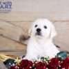 Image of Woofie, a Golden Retriever puppy