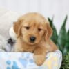 Image of Teddy, a Golden Retriever puppy