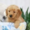 Image of Teddy, a Golden Retriever puppy