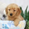 Image of Teddy, a Golden Retriever puppy