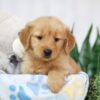 Image of Teddy, a Golden Retriever puppy