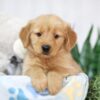 Image of Teddy, a Golden Retriever puppy