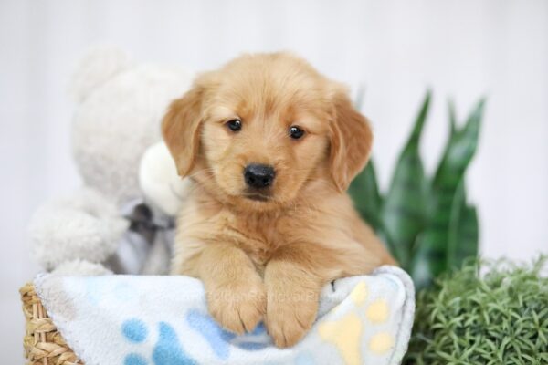 Image of Teddy, a Golden Retriever puppy