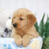 Image of Teddy, a Golden Retriever puppy
