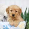 Image of Teddy, a Golden Retriever puppy