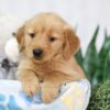 Image of Teddy, a Golden Retriever puppy