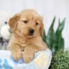 Image of Teddy, a Golden Retriever puppy