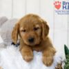 Image of Tyler, a Golden Retriever puppy