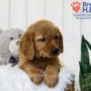 Image of Tyler, a Golden Retriever puppy