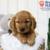 Image of Tyler, a Golden Retriever puppy