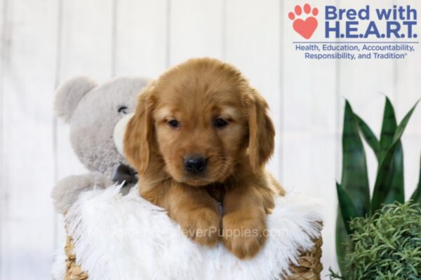 Image of Tyler, a Golden Retriever puppy
