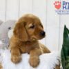 Image of Tyler, a Golden Retriever puppy