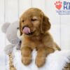 Image of Tyler, a Golden Retriever puppy