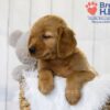 Image of Tyler, a Golden Retriever puppy