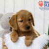 Image of Tyler, a Golden Retriever puppy