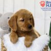 Image of Tyler, a Golden Retriever puppy