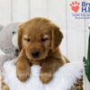 Image of Tyler, a Golden Retriever puppy