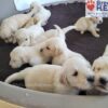Image of Tommy ❤️ Dutchess - April 9, a Golden Retriever puppy