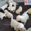 Image of Tommy ❤️ Dutchess - April 9, a Golden Retriever puppy