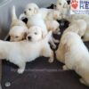 Image of Tommy ❤️ Dutchess - April 9, a Golden Retriever puppy