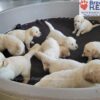 Image of Tommy ❤️ Dutchess - April 9, a Golden Retriever puppy