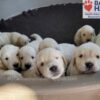 Image of Tommy ❤️ Dutchess - April 9, a Golden Retriever puppy