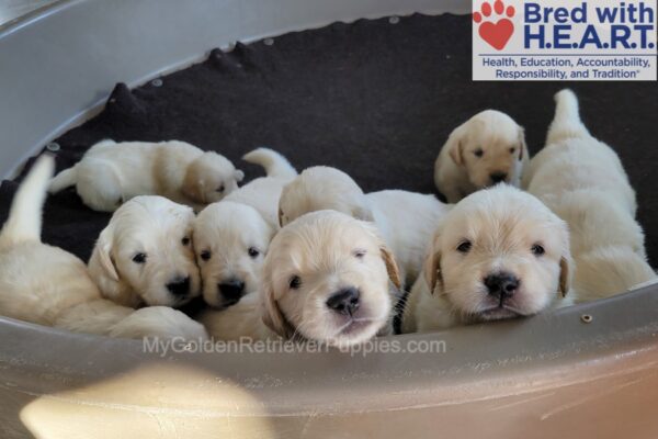 Image of Tommy ❤️ Dutchess - April 9, a Golden Retriever puppy