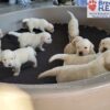 Image of Tommy ❤️ Dutchess - April 9, a Golden Retriever puppy