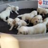 Image of Tommy ❤️ Dutchess - April 9, a Golden Retriever puppy