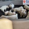 Image of Tommy ❤️ Dutchess - April 9, a Golden Retriever puppy